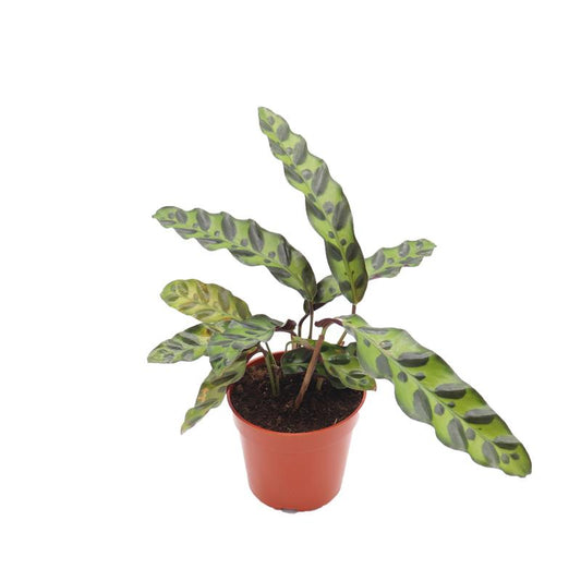 Calathea Lancifolia - 4'' from California Tropicals