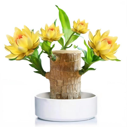 Lucky Brazilian Wood Potted Plant – Mini Brazil Wood for Hydroponics, 2025 New Desktop Decor with Plastic Tray Gift Ornaments