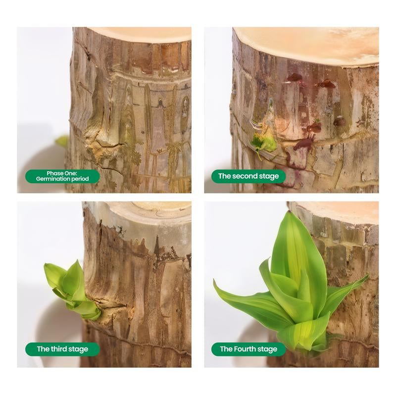 Lucky Brazilian Wood Potted Plant – Mini Brazil Wood for Hydroponics, 2025 New Desktop Decor with Plastic Tray Gift Ornaments