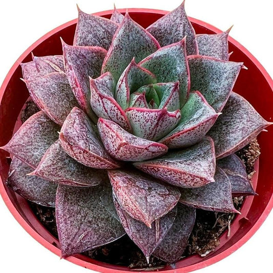 Echeveria Purpusorum - Live Succulent in 2'' Pot - Indoor Green Plant for Home & Office - Rare Houseplant with Reddish-Orange Flowers - Perfect for Party, Wedding & Mom Gift