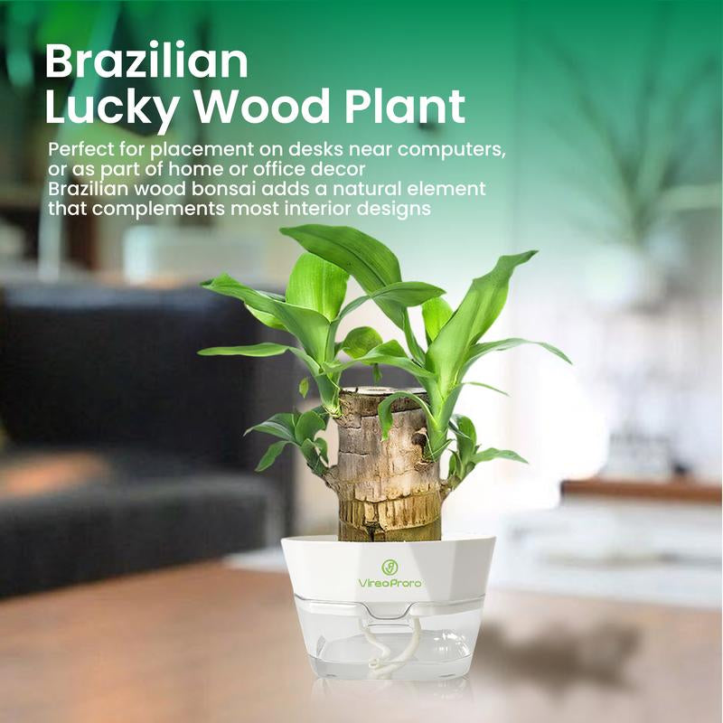Lucky Brazilian Wood Potted Plant – Mini Brazil Wood for Hydroponics, 2025 New Desktop Decor with Plastic Tray Gift Ornaments