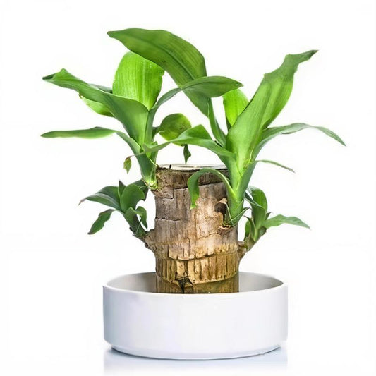 Lucky Brazilian Wood Potted Plant – Mini Brazil Wood for Hydroponics, 2025 New Desktop Decor with Plastic Tray Gift Ornaments