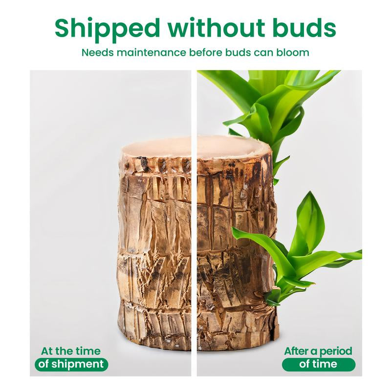 Lucky Brazilian Wood Potted Plant – Mini Brazil Wood for Hydroponics, 2025 New Desktop Decor with Plastic Tray Gift Ornaments