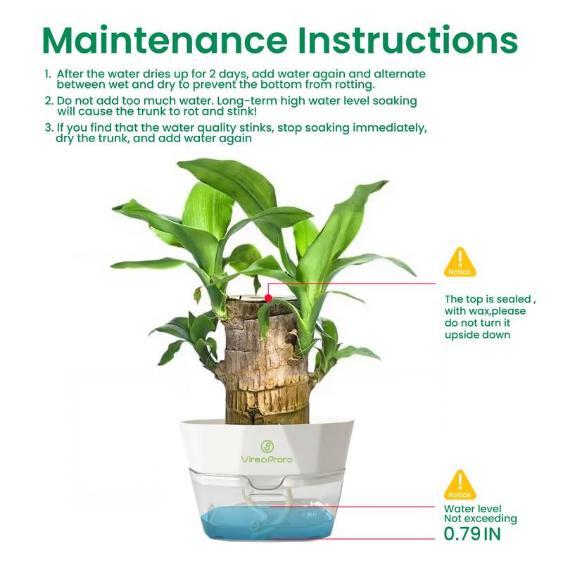 Lucky Brazilian Wood Potted Plant – Mini Brazil Wood for Hydroponics, 2025 New Desktop Decor with Plastic Tray Gift Ornaments