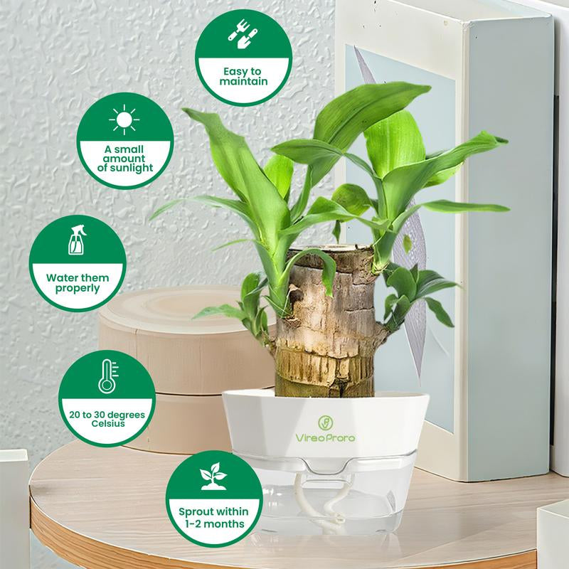 Lucky Brazilian Wood Potted Plant – Mini Brazil Wood for Hydroponics, 2025 New Desktop Decor with Plastic Tray Gift Ornaments